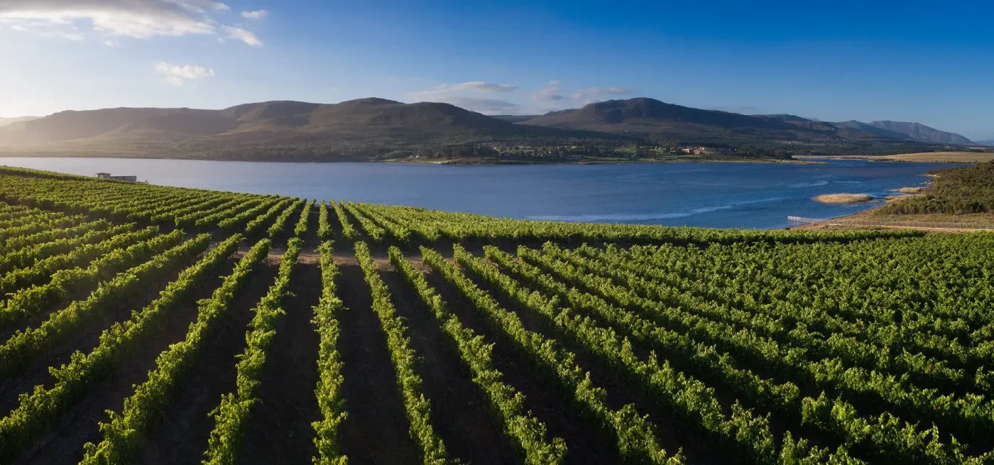 Walker Bay vineyard rows leading down to the Bot River lagoon with mountains beyond