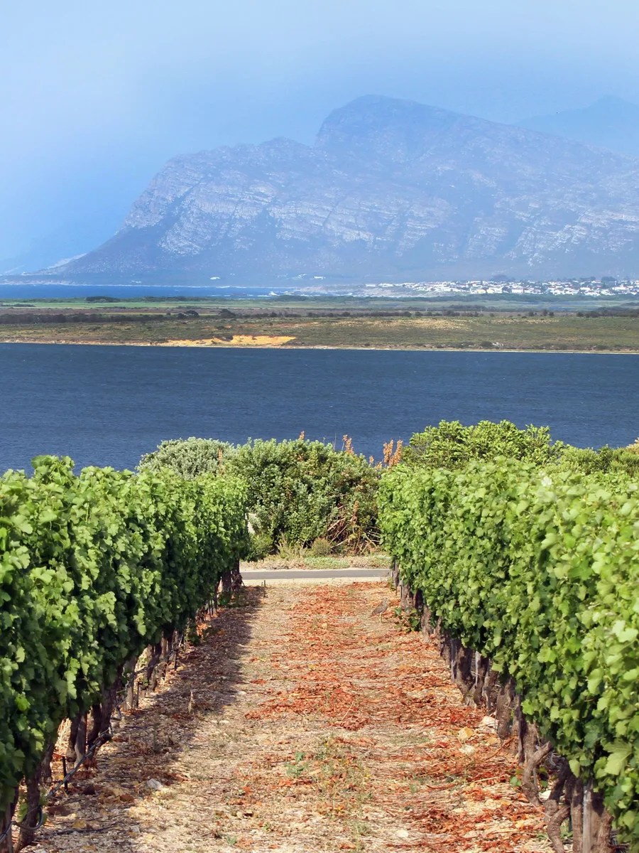 Benguela Cove vineyard rows leading down to the Bot River lagoon and Walker Bay at sunset