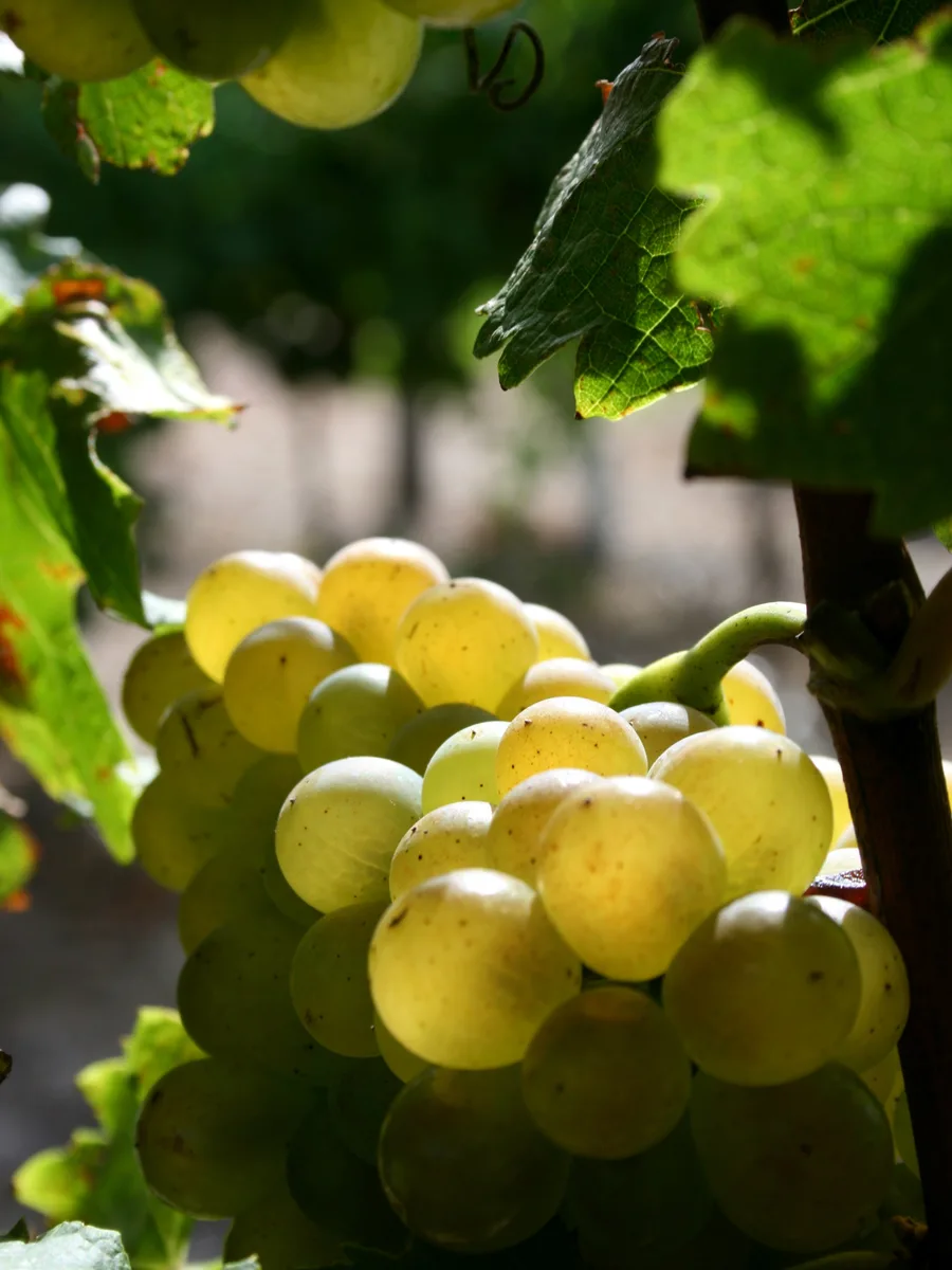 Ripe white wine grapes on the vine at Benguela Cove