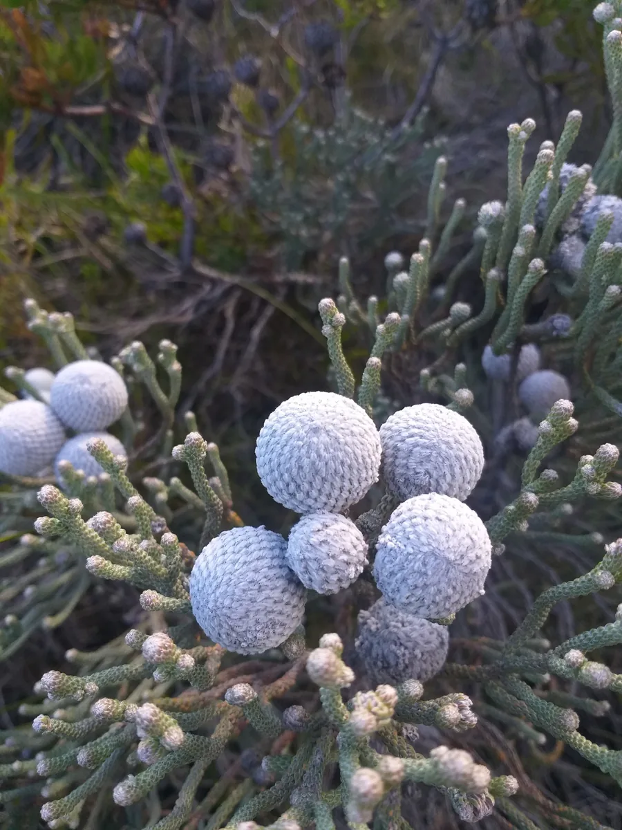 Brunia laevis - the silver fynbos shrub that lends its name to the Brunia range