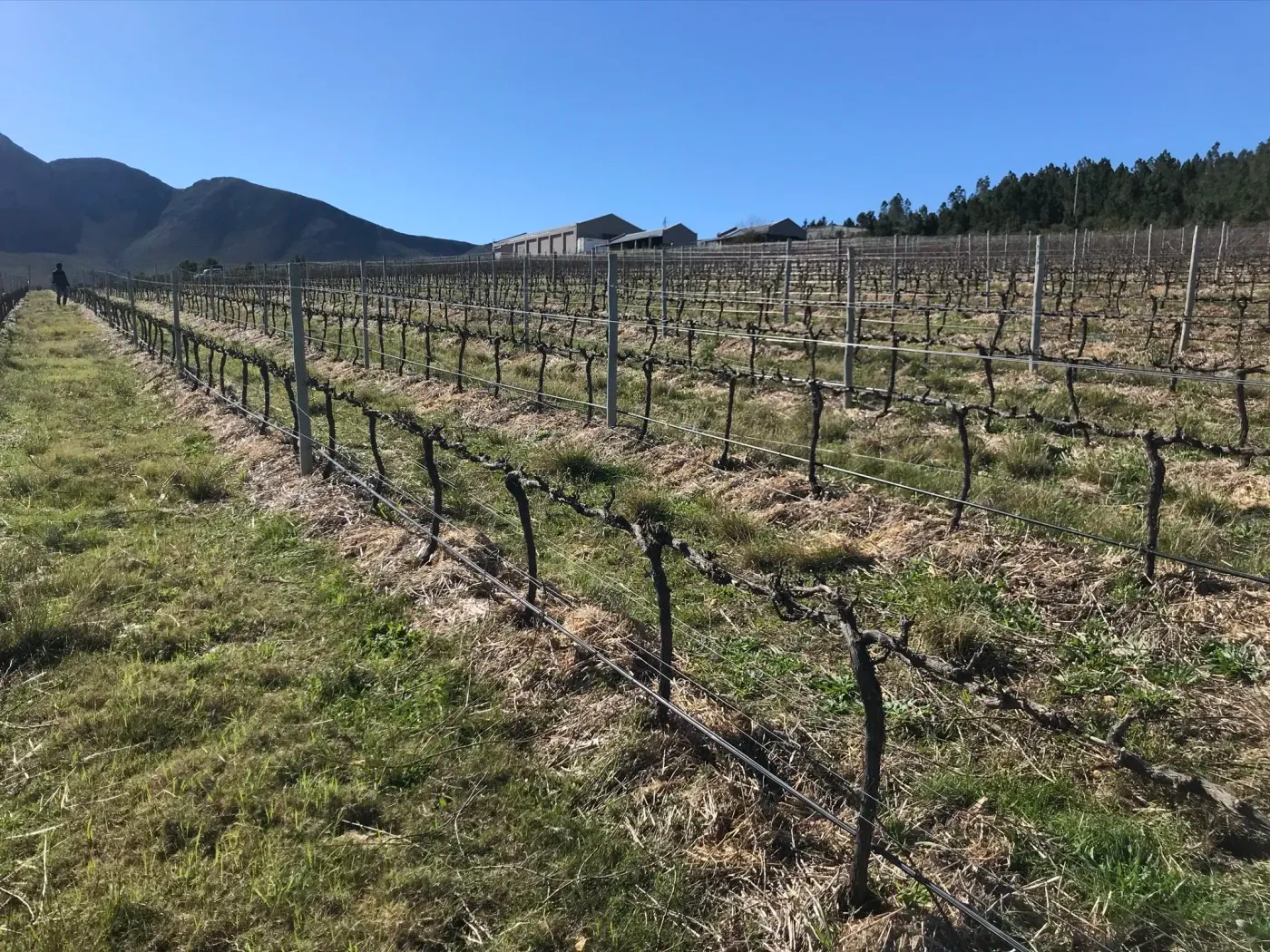Brunia vineyards on the south-facing slopes of Sondagskloof