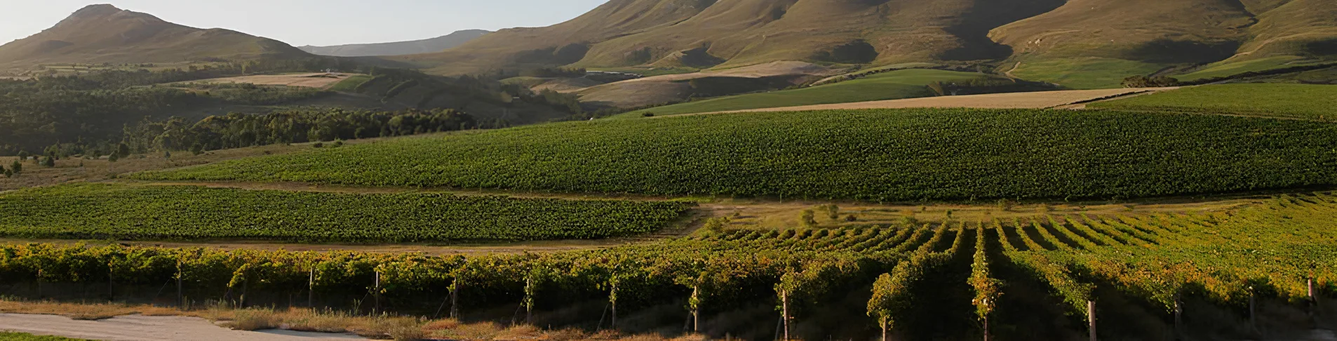 Brunia vineyard