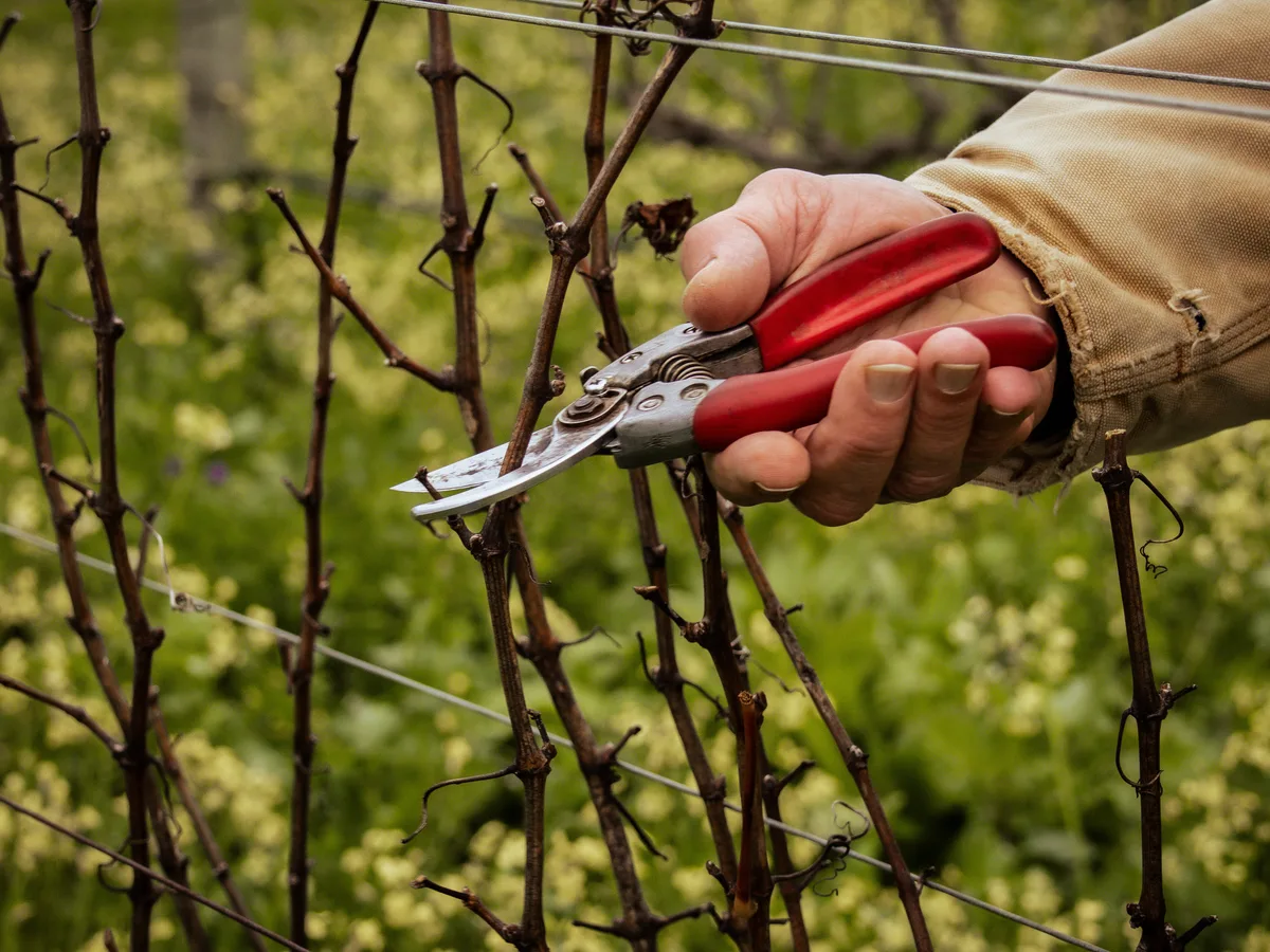 Jasper Raats vineyard and estate - image 2
