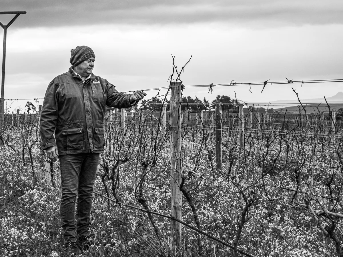 Jasper Raats vineyard and estate - image 5