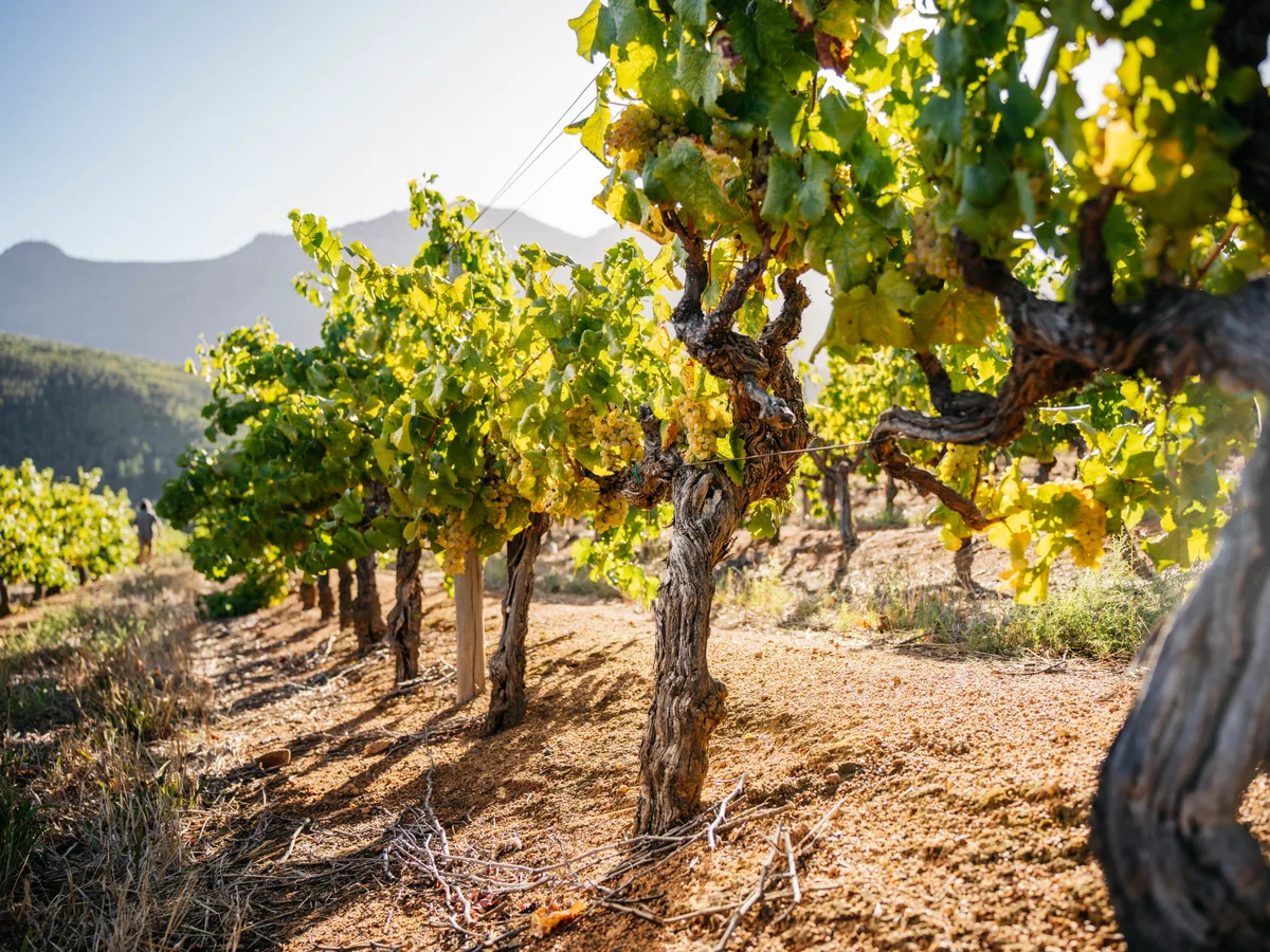 Knorhoek vineyard and estate - image 2