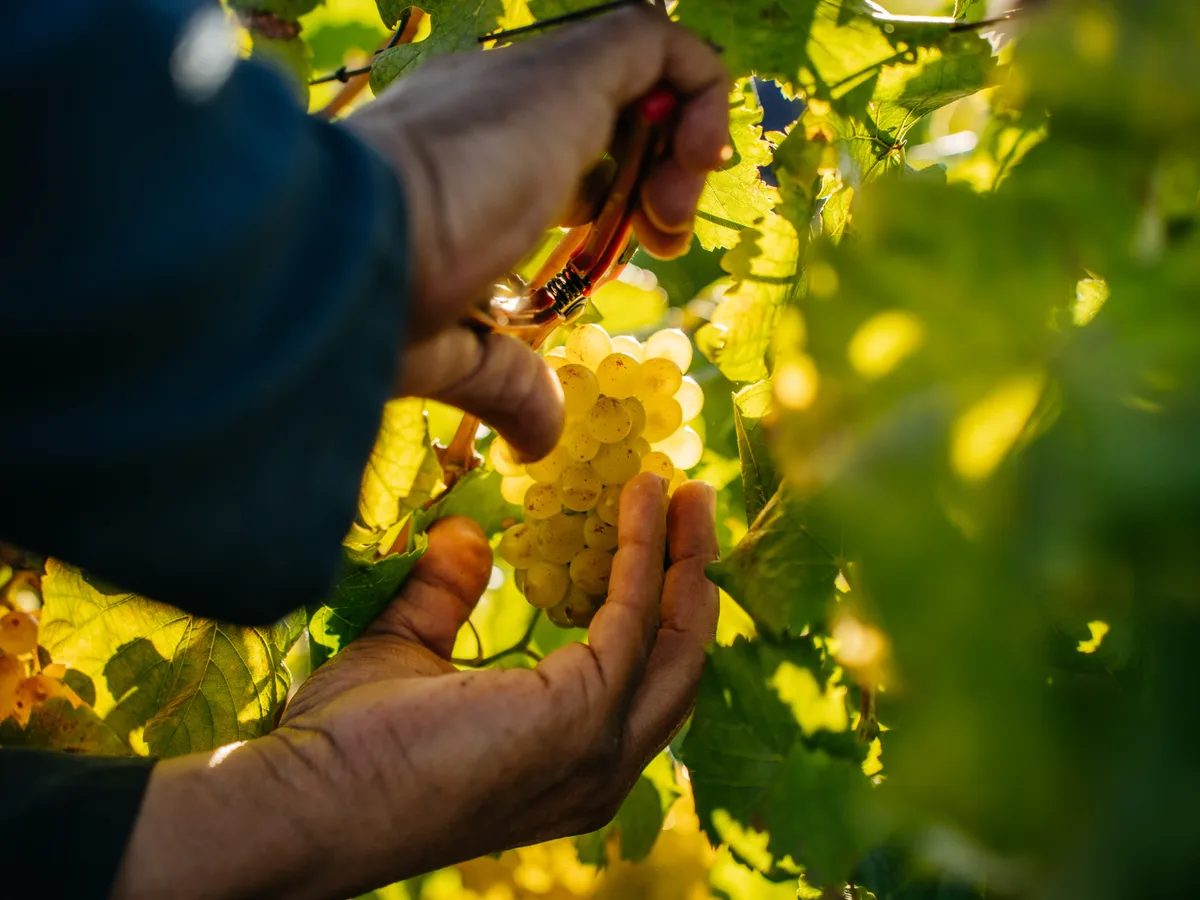 Knorhoek vineyard and estate - image 6