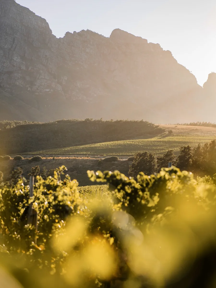 Knorhoek vineyards in the valley below the Simonsberg at golden hour
