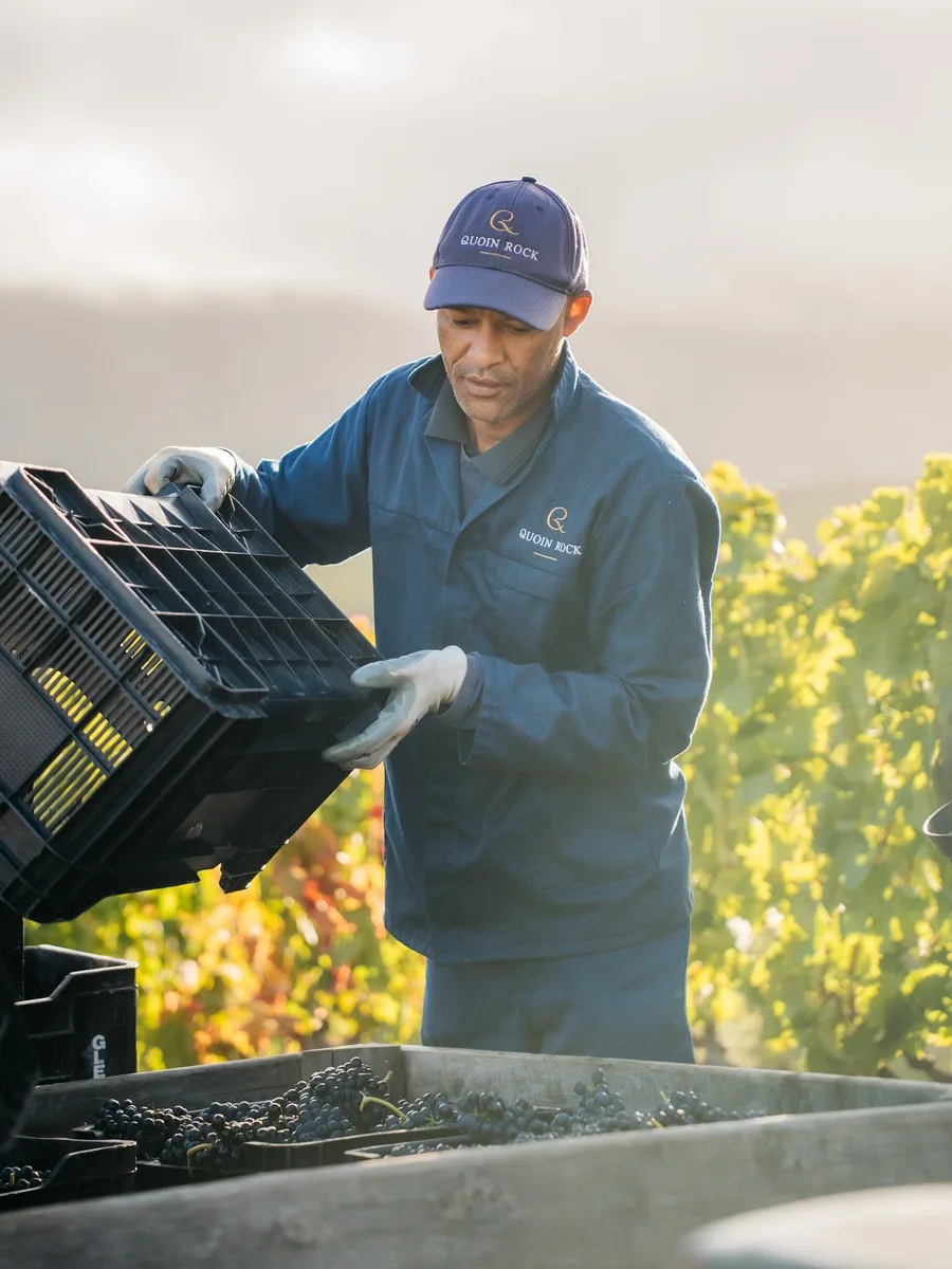 A vineyard worker sorting harvested grapes into a crate