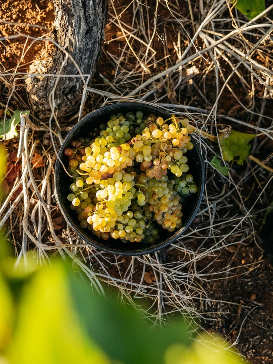 A bowl of freshly picked Chenin Blanc grapes among the vines
