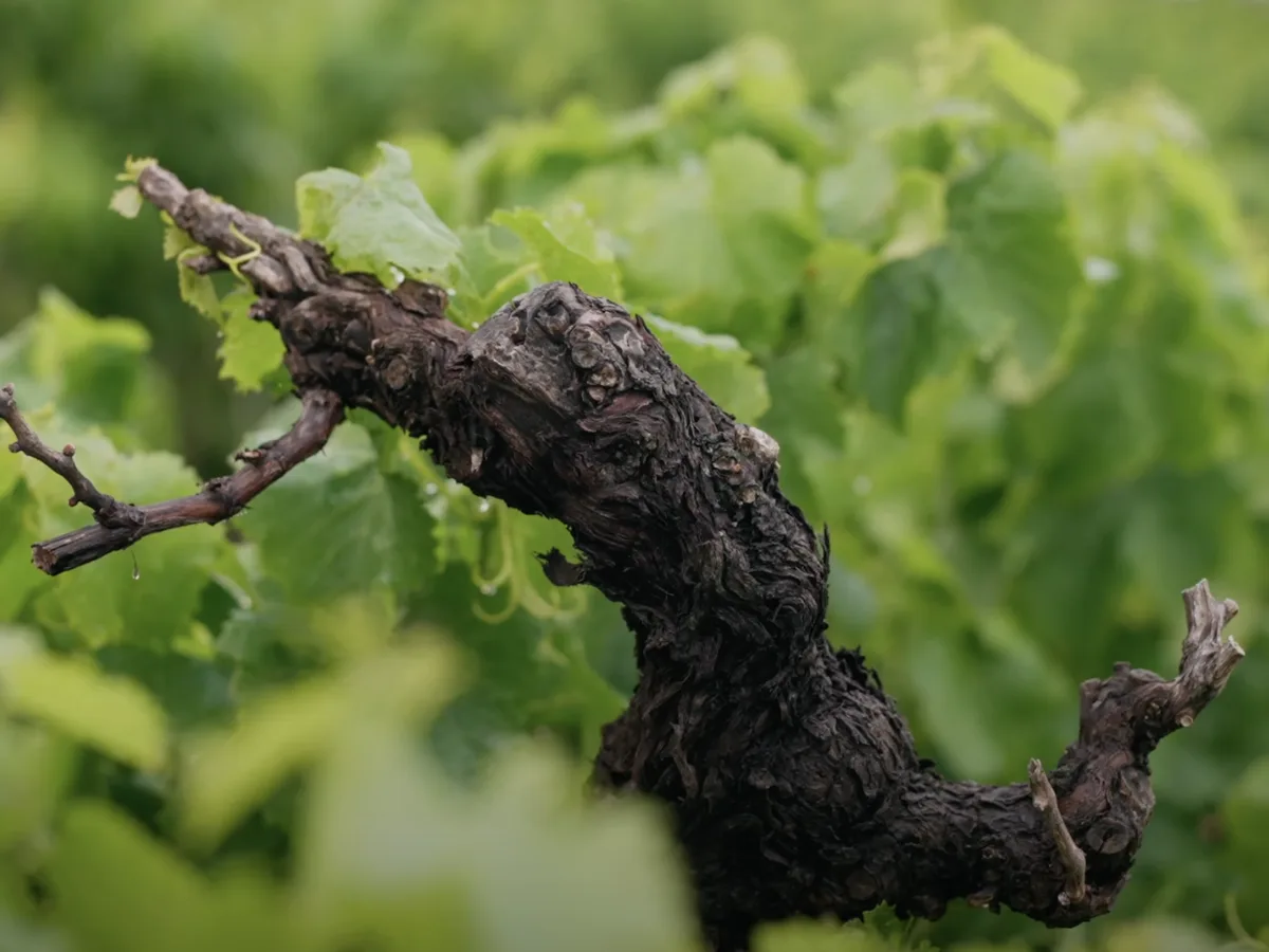 Lalela vineyard and estate - image 3