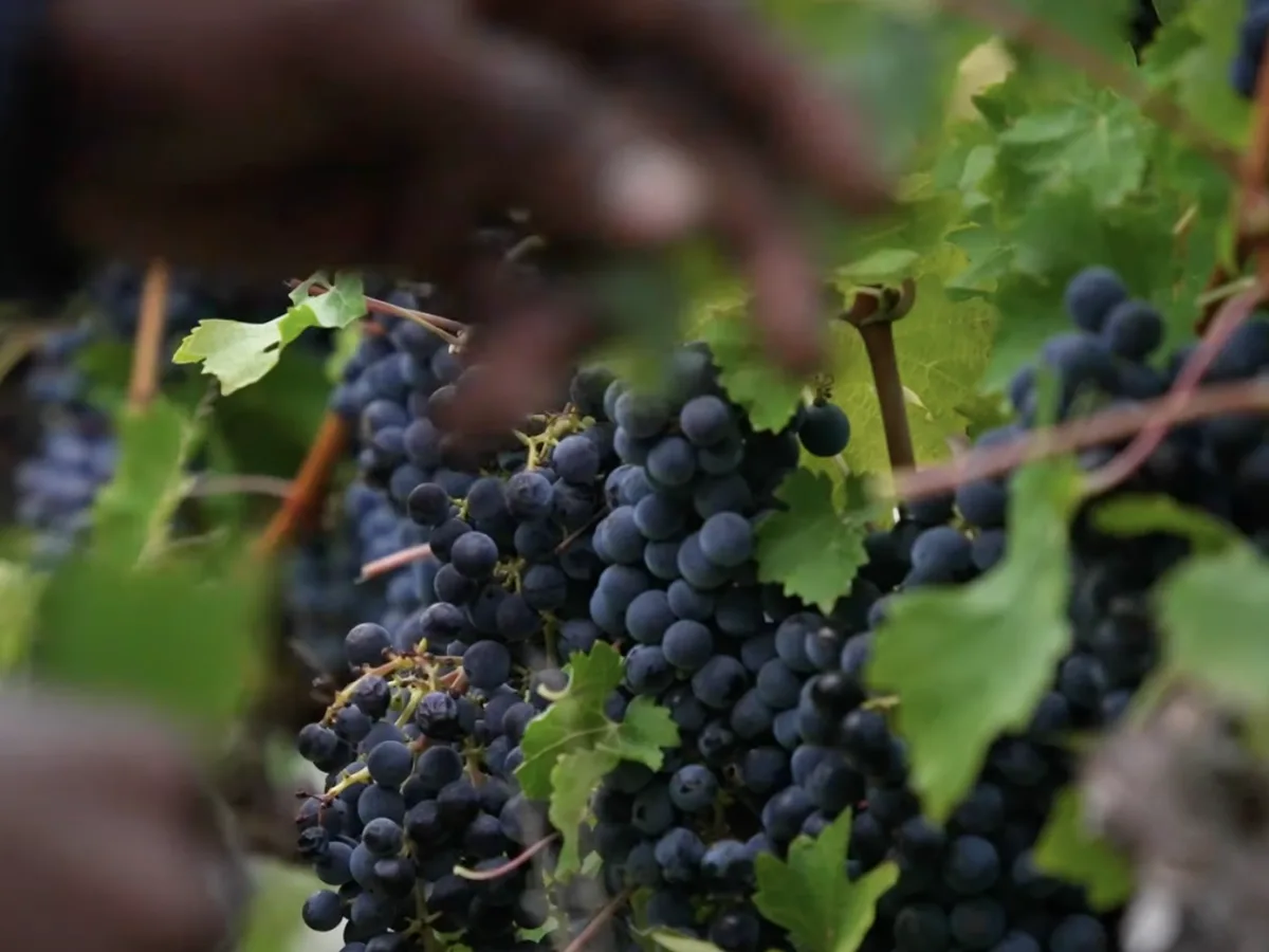 Lalela vineyard and estate - image 4