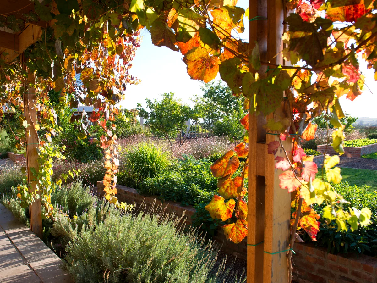 Longridge vineyard and estate - image 3