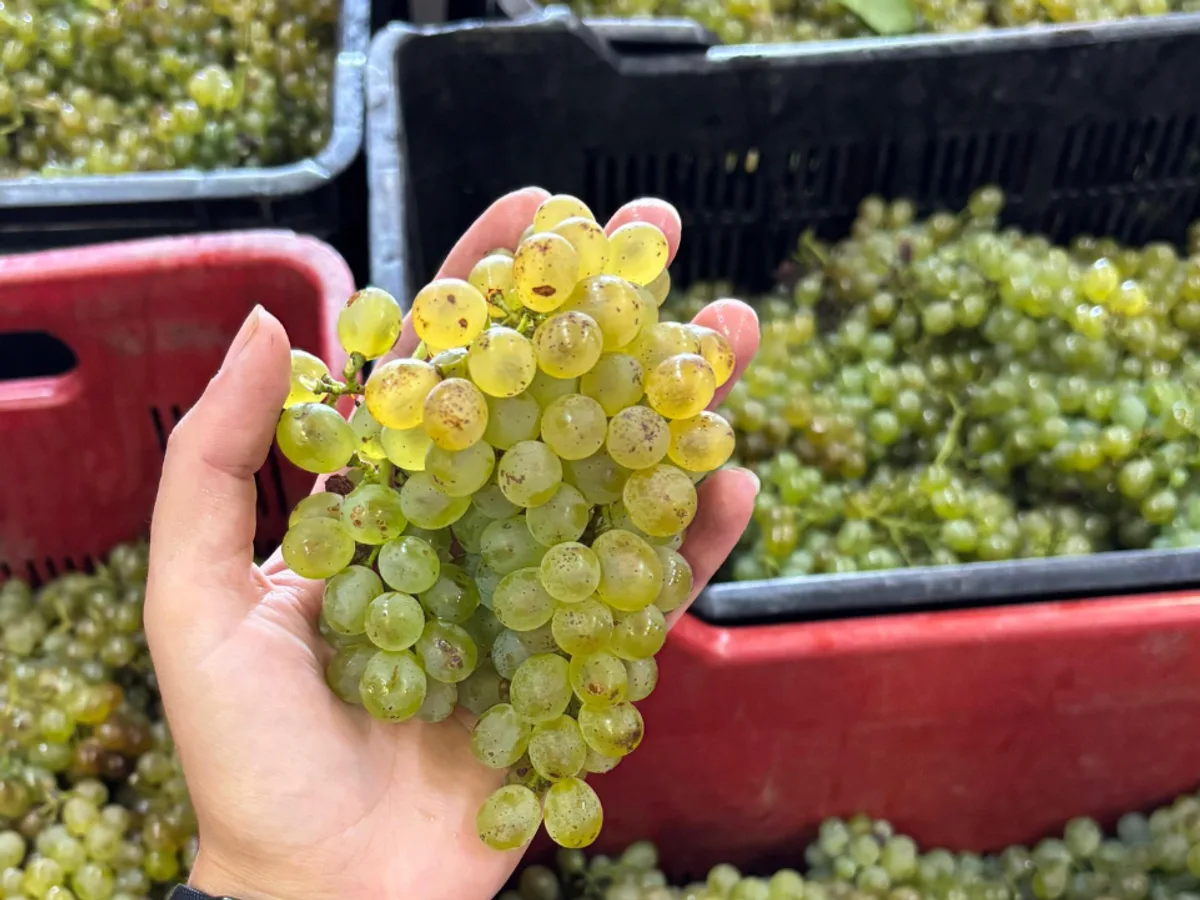 Longridge vineyard and estate - image 5