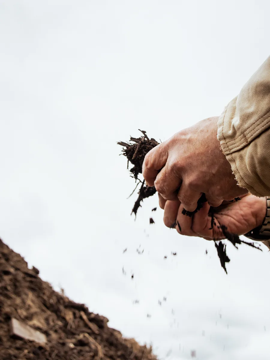 Longridge biodynamic compost handled in the vineyard