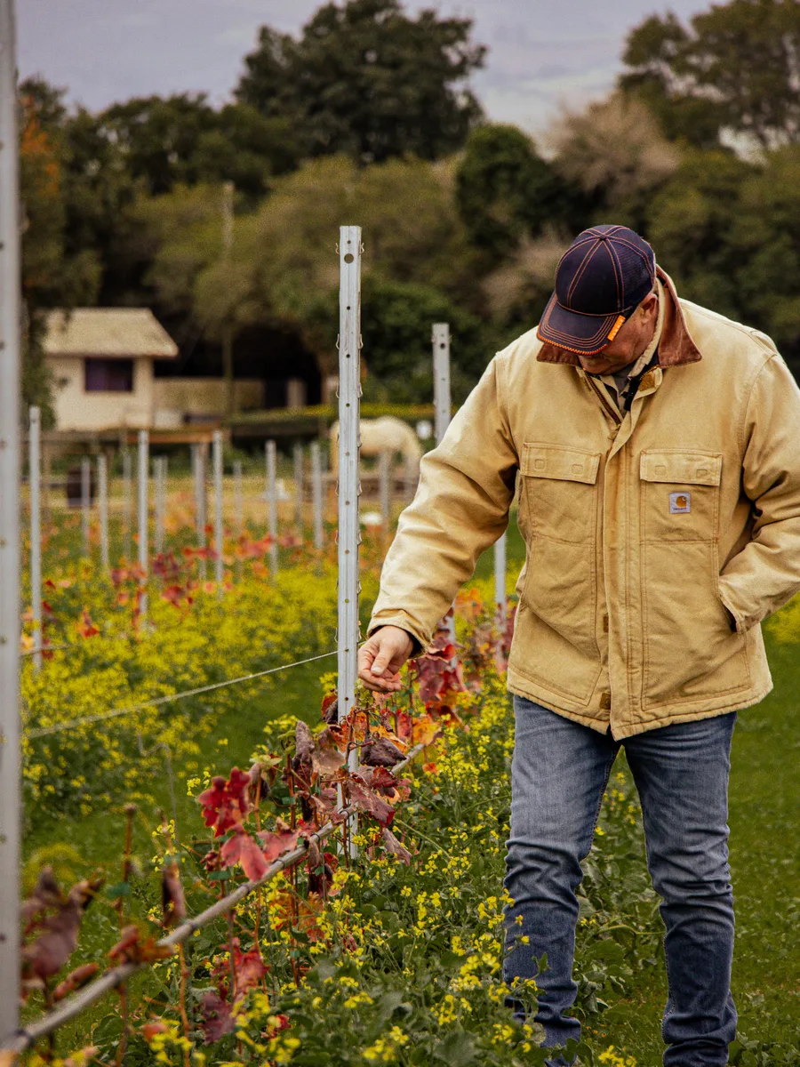 Longridge vineyard worker tending the cover crop between the vines