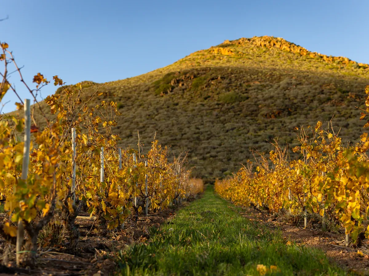 Olifantsberg vineyard and estate - image 3
