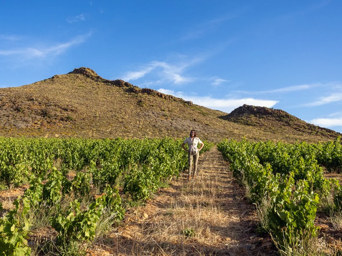 Olifantsberg vineyard and estate - image 5
