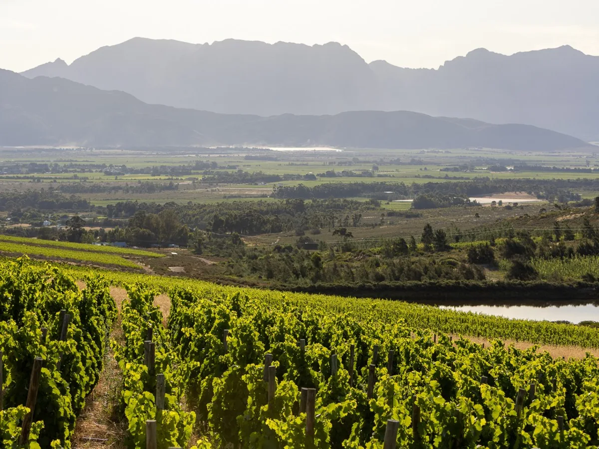 Olifantsberg vineyard and estate - image 7