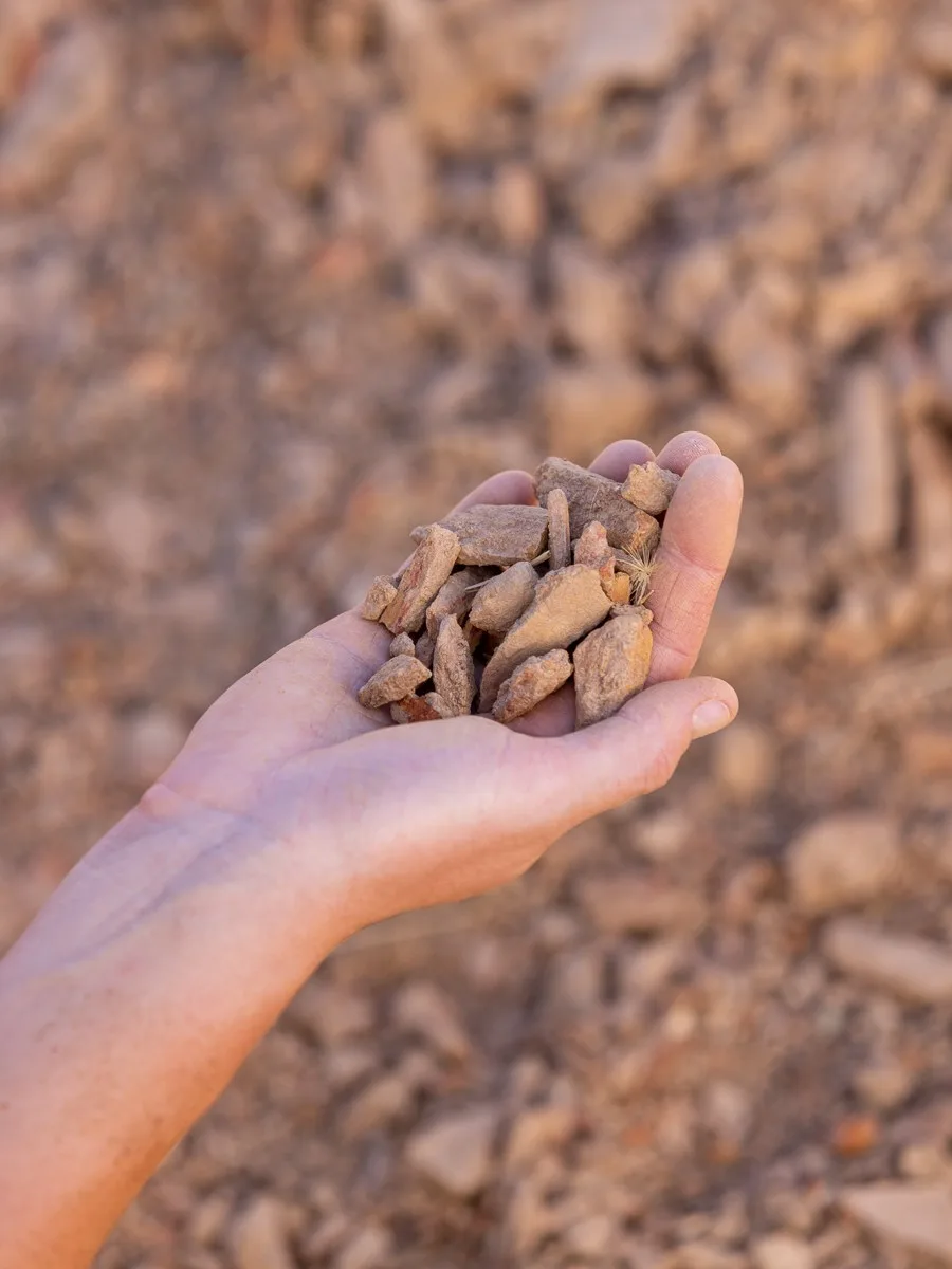 A handful of the broken shale and decomposed sandstone soil of the Olifantsberg terroir