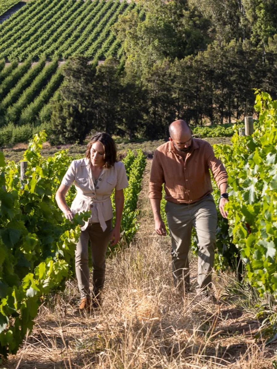 Walking the dry-farmed vineyard rows at Olifantsberg