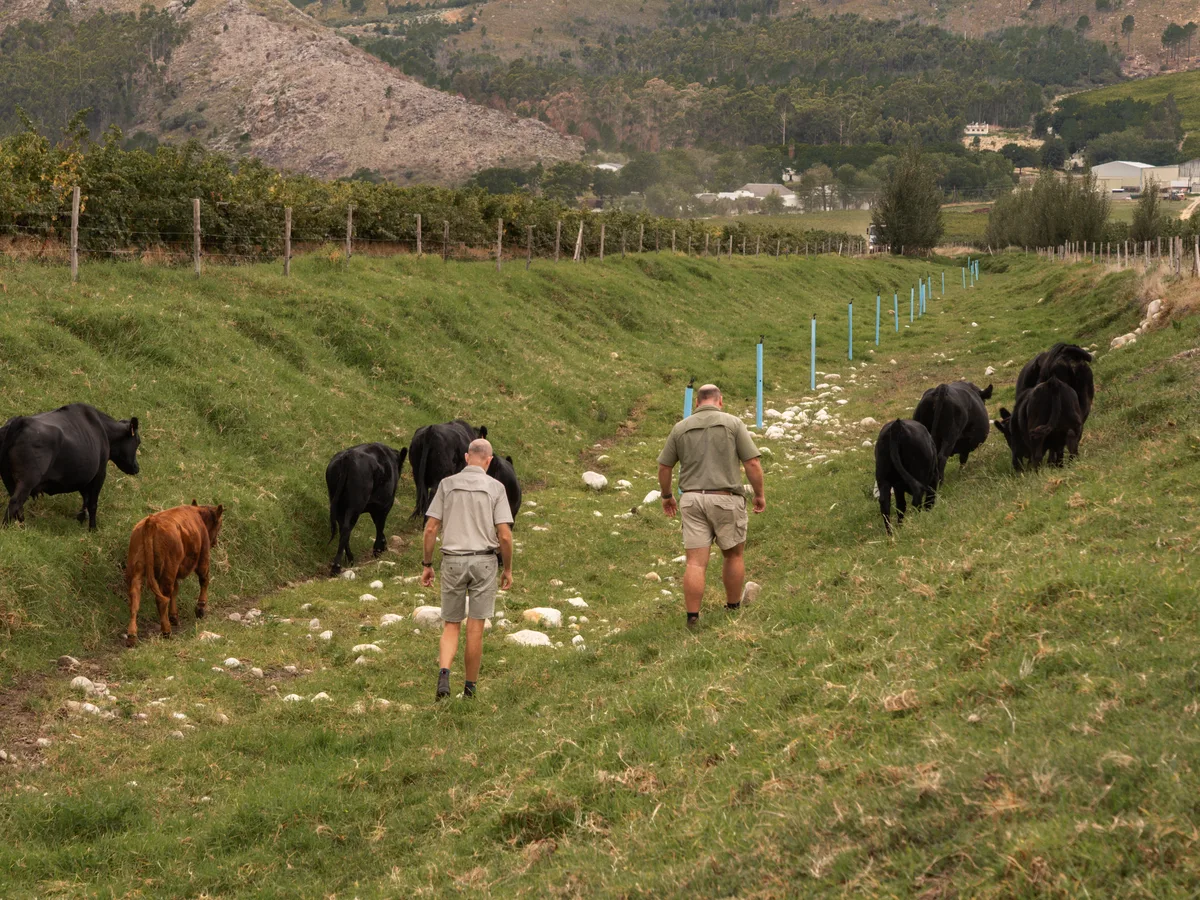 Opstal vineyard and estate - image 5