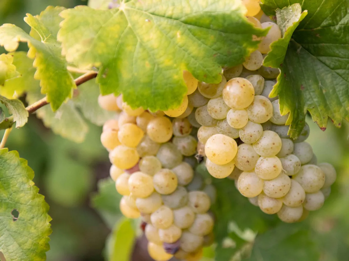 Opstal vineyard and estate - image 6