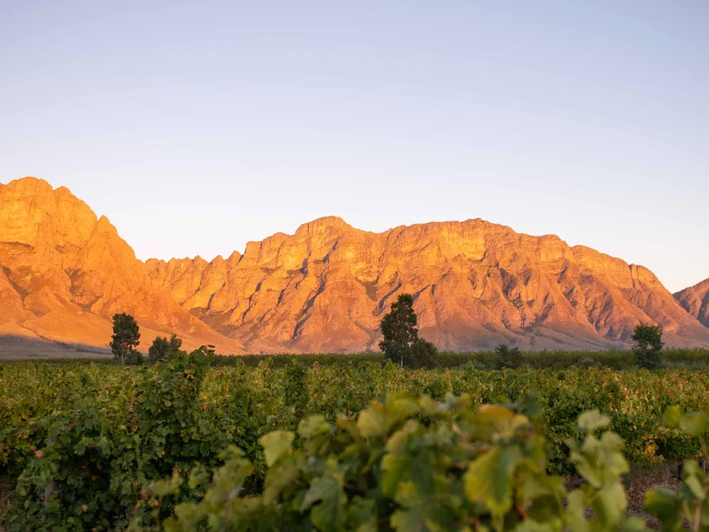Opstal vineyard and estate - image 3