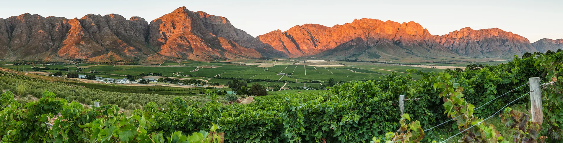 Opstal vineyard