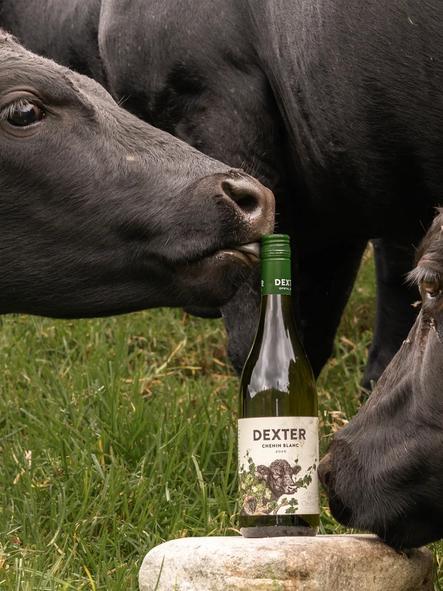 A Dexter cow nuzzling a bottle of Opstal Dexter Chenin Blanc in the pasture