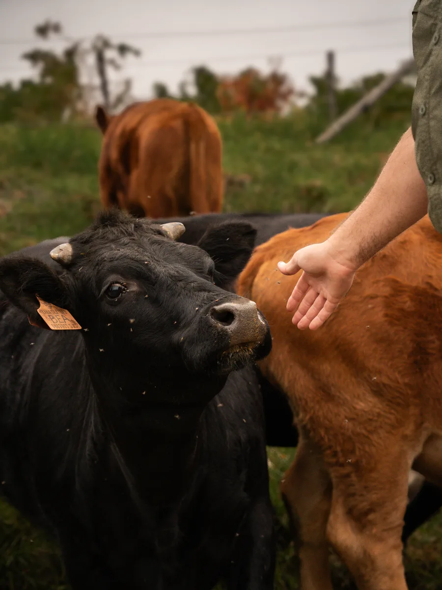 A tagged black Dexter calf greeted by a farmer's hand among the Opstal herd