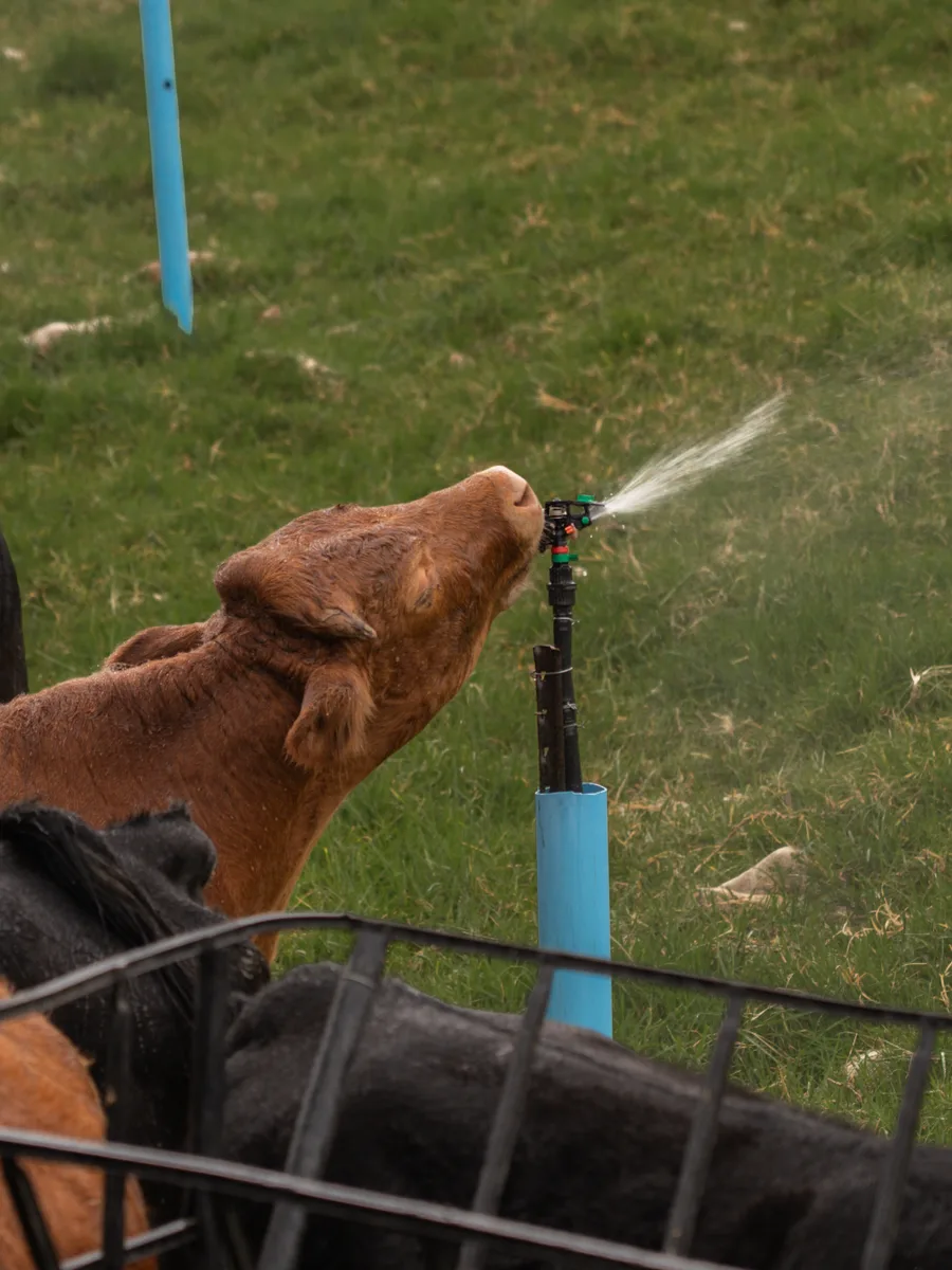 A young red Dexter calf drinking from a vineyard sprinkler at Opstal Estate