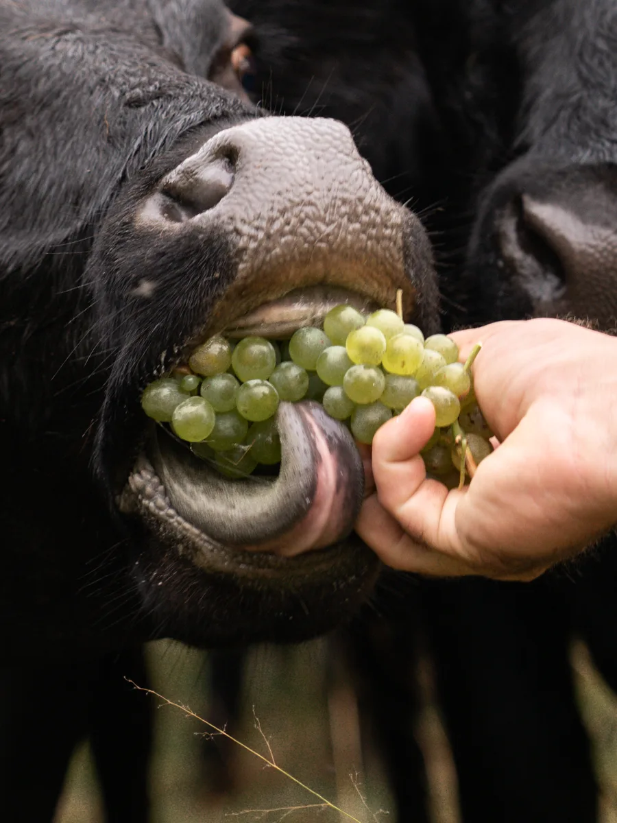 A Dexter cow being hand-fed a bunch of green wine grapes at Opstal Estate