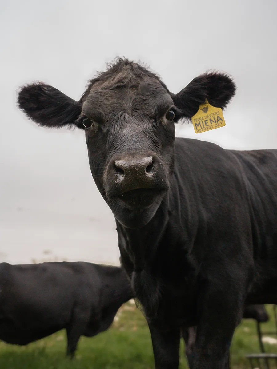 A black Dexter cow with an ear tag in the Opstal pasture