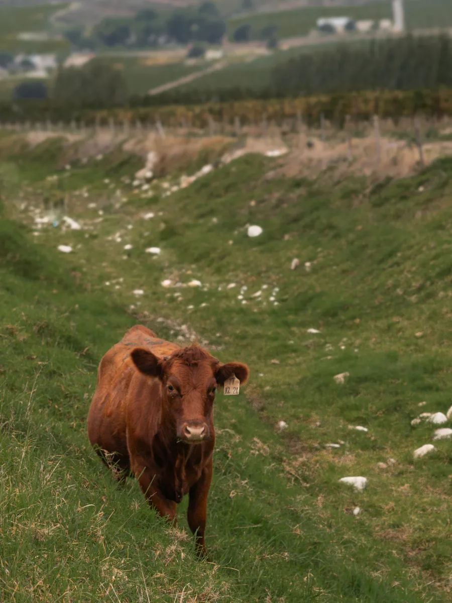 A red Dexter calf standing in a grassed vineyard row at Opstal Estate
