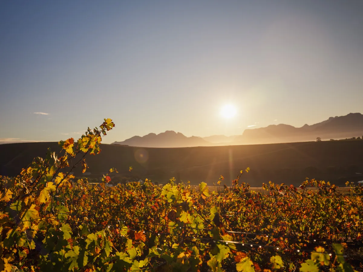 Three Quarters vineyard and estate - image 3
