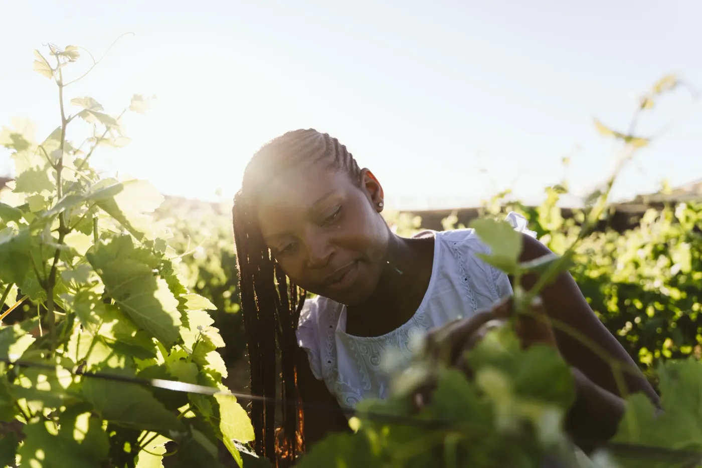Three Quarters vineyards on the Stellenbosch slope